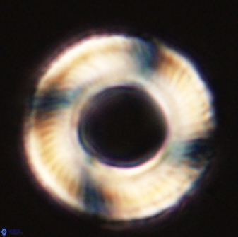 Tonromeinia deniseae 57897