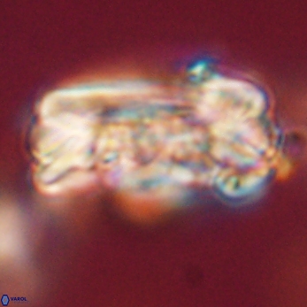 Tonromeinia deniseae 59175