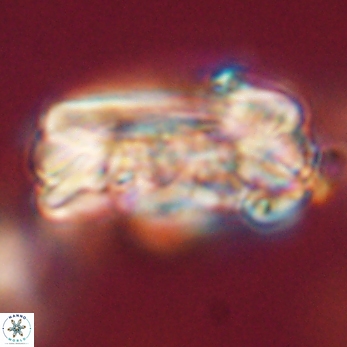 Tonromeinia deniseae 59175