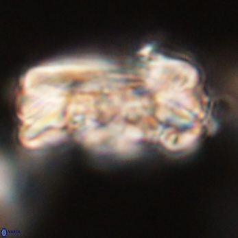 Tonromeinia deniseae 59176