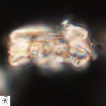 Tonromeinia deniseae 59176
