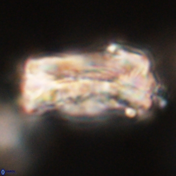 Tonromeinia deniseae 59177