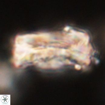 Tonromeinia deniseae 59177