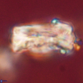 Tonromeinia deniseae 59178