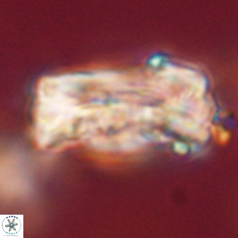 Tonromeinia deniseae 59178