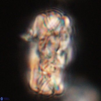 Tonromeinia deniseae 59183