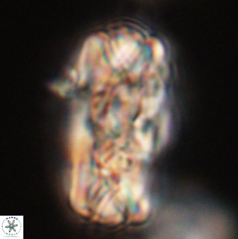 Tonromeinia deniseae 59183