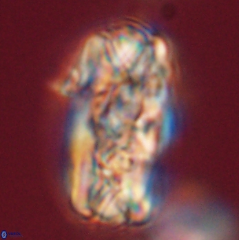 Tonromeinia deniseae 59184