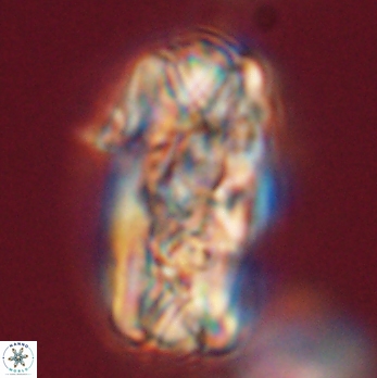 Tonromeinia deniseae 59184