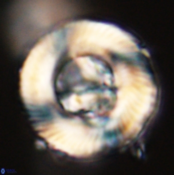 Tonromeinia deniseae 59187