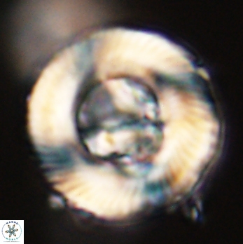 Tonromeinia deniseae 59187