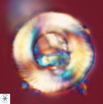 Tonromeinia deniseae 59188
