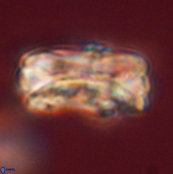 Tonromeinia deniseae 59189