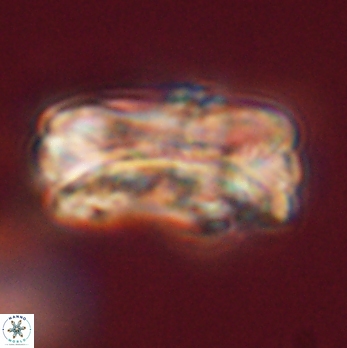 Tonromeinia deniseae 59189