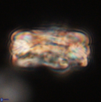 Tonromeinia deniseae 59190