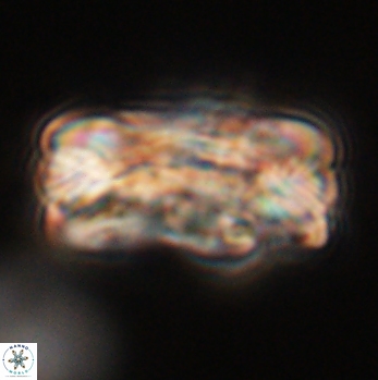 Tonromeinia deniseae 59190