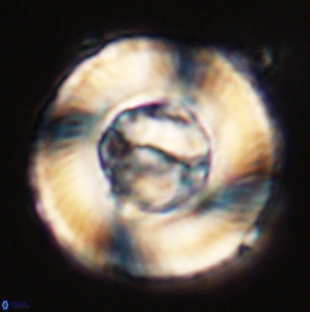 Tonromeinia deniseae 59191