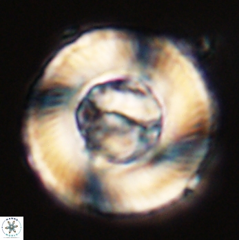 Tonromeinia deniseae 59191