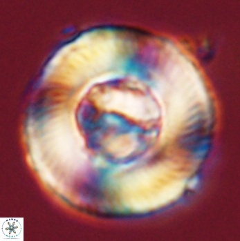 Tonromeinia deniseae 59192
