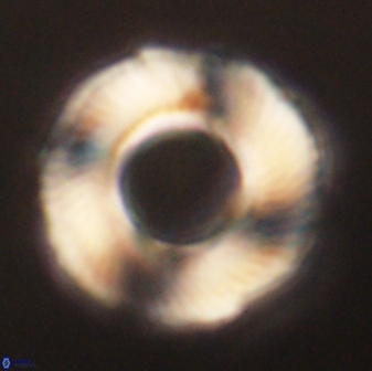 Tonromeinia deniseae 60188