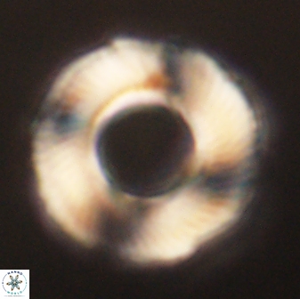 Tonromeinia deniseae 60188