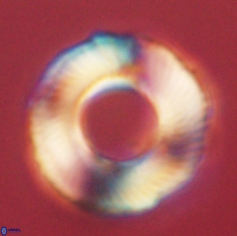 Tonromeinia deniseae 60189