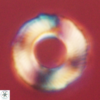 Tonromeinia deniseae 60189