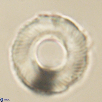 Tonromeinia deniseae 60192