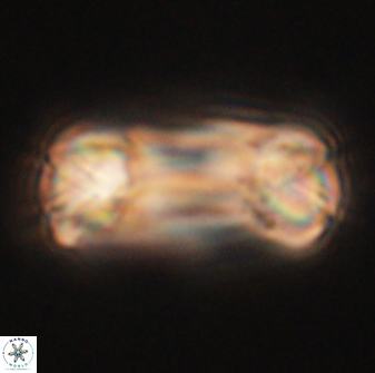 Tonromeinia deniseae 60196