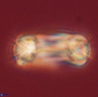 Tonromeinia deniseae 60197