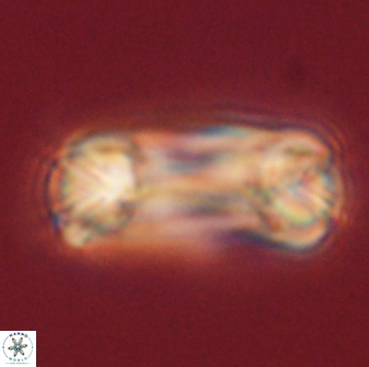 Tonromeinia deniseae 60197