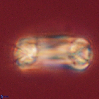 Tonromeinia deniseae 60198