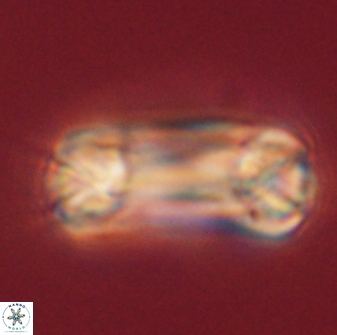 Tonromeinia deniseae 60198