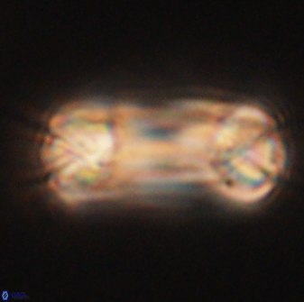 Tonromeinia deniseae 60199