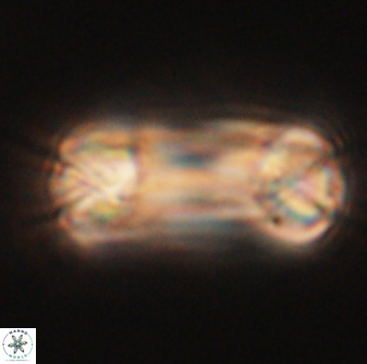 Tonromeinia deniseae 60199