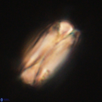 Tonromeinia deniseae 60200