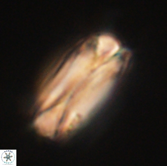 Tonromeinia deniseae 60200
