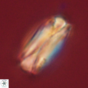 Tonromeinia deniseae 60201