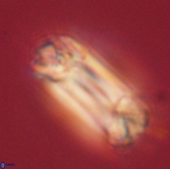 Tonromeinia deniseae 60203