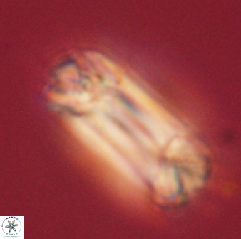 Tonromeinia deniseae 60203