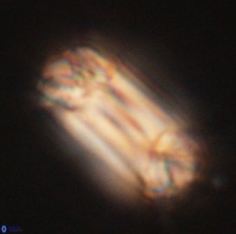 Tonromeinia deniseae 60204