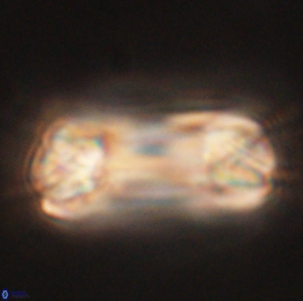 Tonromeinia deniseae 60205