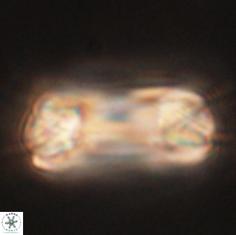 Tonromeinia deniseae 60205