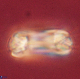 Tonromeinia deniseae 60206