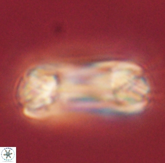 Tonromeinia deniseae 60206