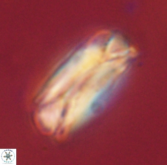 Tonromeinia deniseae 60207