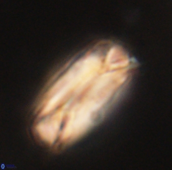 Tonromeinia deniseae 60208