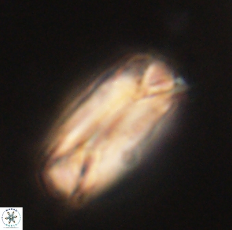 Tonromeinia deniseae 60208