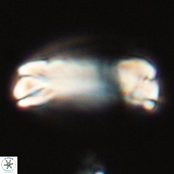 Tonromeinia deniseae 68674