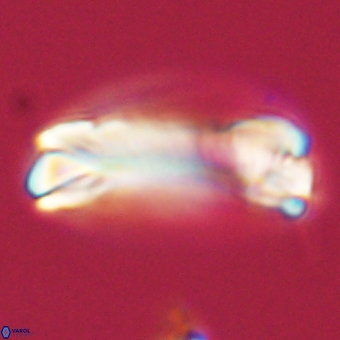 Tonromeinia deniseae 68675